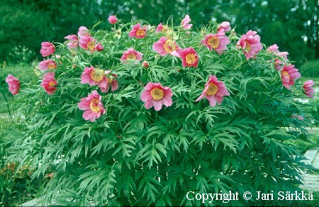 Kuolanpioni - sibirisk pion - Paeonia anomala